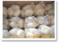 蒜香四溢，艺韵泉城——济南新金鑫经贸发展的双核驱动